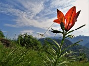 02 Lilium bulbiferum (Giglio rosso-di S. Antonio) sulla linea tagliafuoco salendo da Pernice al Pizzo 